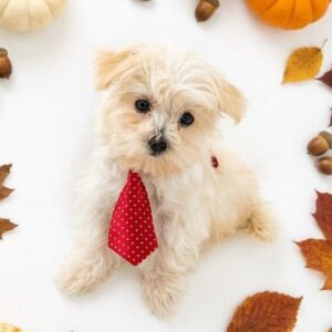 Cream Maltipoo puppy Hamm in a red polka-dot tie surrounded by fall leaves and mini pumpkins — Happiness Is Pets listing