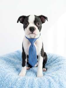 Happiness Is Pets Boston Terrier puppy available