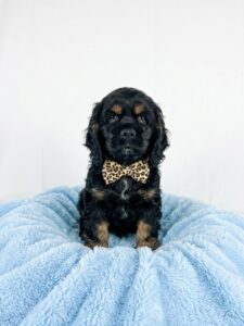 Happiness Is Pets Cocker Spaniel puppy available
