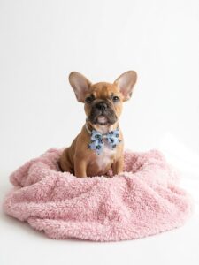 Happiness Is Pets French Bulldog puppy available