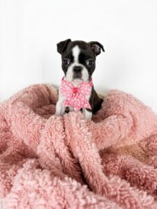 Happiness Is Pets Boston Terrier puppy available