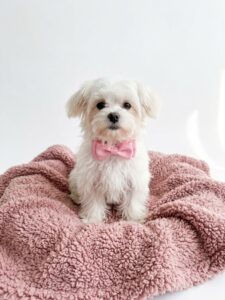 Happiness Is Pets Maltese puppy available