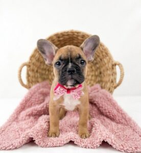 Happiness Is Pets French Bulldog puppy available