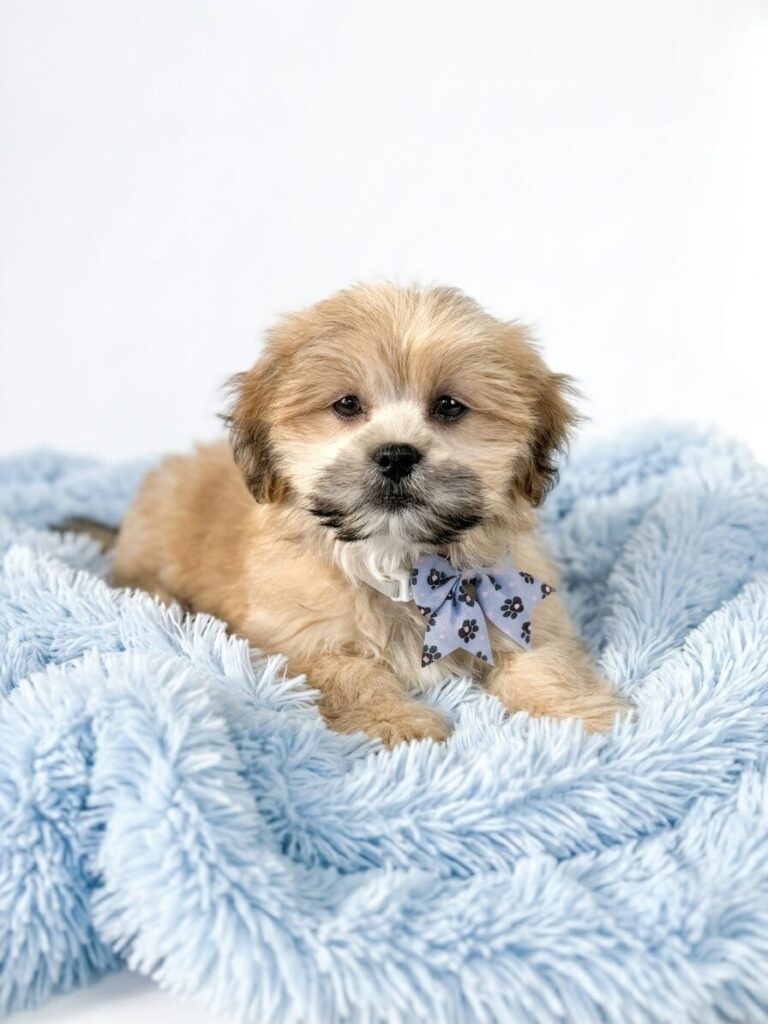 Lhasa Apso