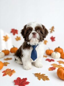 Happiness Is Pets Shih Tzu puppy available