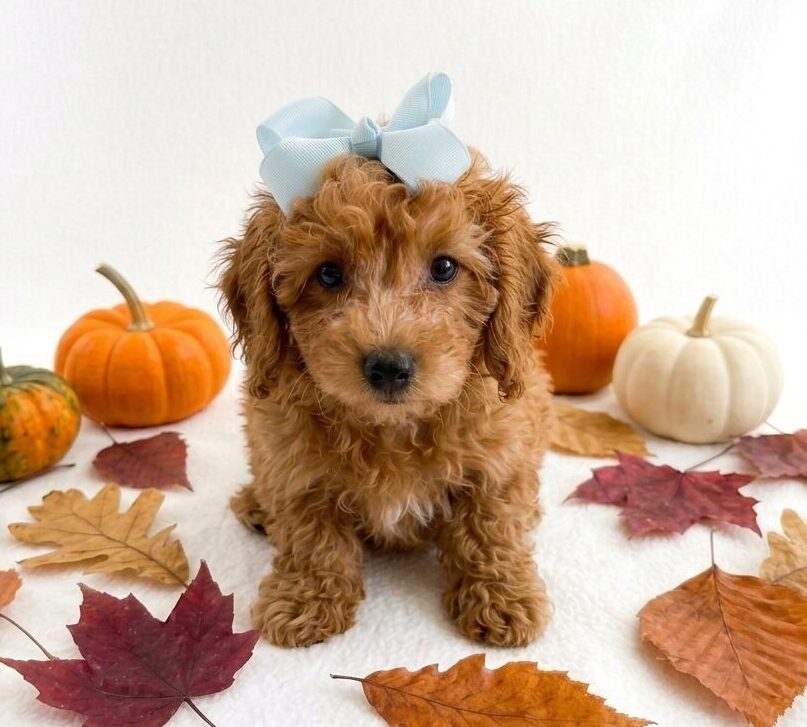 Cavapoo in Crown Point, IN