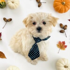 Cream Maltipoo puppy Waffles in a navy polka dot tie with pumpkins, acorns and fall leaves, available at Happiness Is Pets