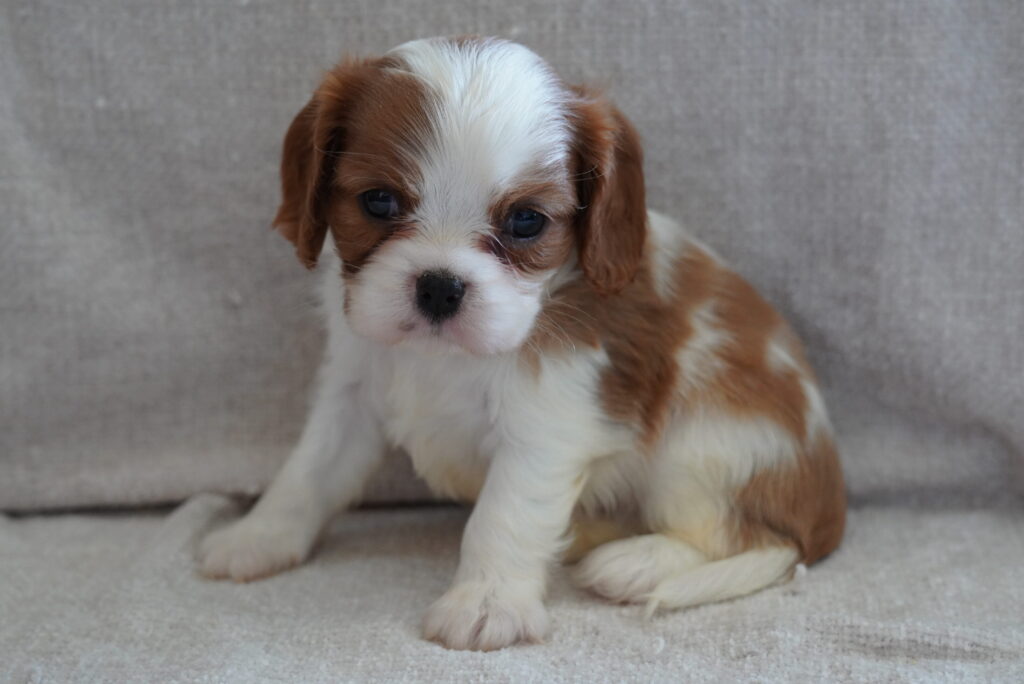 Hansel