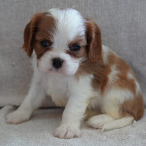 Cavalier King Charles – 101010101406469