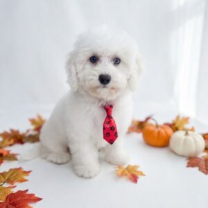 White toy poodle puppy with blue eyes wearing a red paw-print tie seated among autumn leaves and small pumpkins for sale