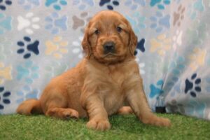 Golden Retriever puppy