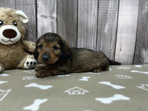 Miniature Dachshund puppy