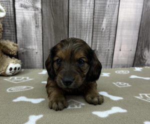 Miniature Dachshund puppy