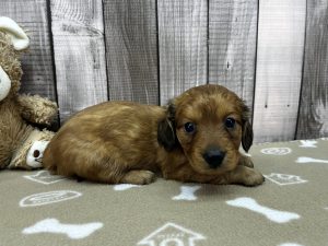 Miniature Dachshund puppy
