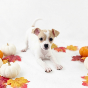 White and tan Rat-Chi puppy play bowing on white surrounded by mini pumpkins and fall leaves, Happiness Is Pets Schererville
