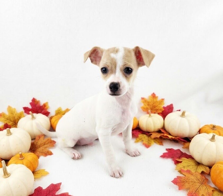 Pal 4