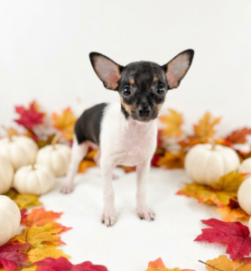 Rat-Chi puppy