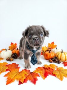 Happiness Is Pets French Bulldog puppy available
