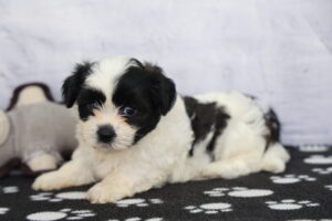 Teddy Bear puppy