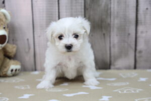 Maltese puppy