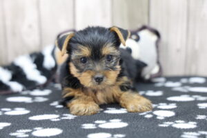 Yorkshire Terrier puppy