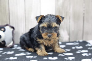 Yorkshire Terrier puppy