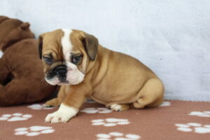 Victorian Bulldog puppy