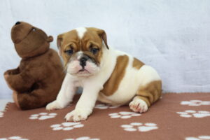 Victorian Bulldog puppy