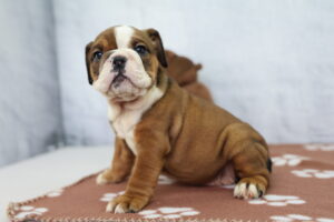 Victorian Bulldog puppy