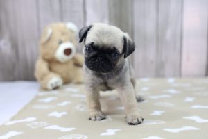 Pug puppy
