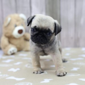 Tan pug puppy with dark mask photographed at Happiness Is Pets, plush teddy in background, listed in puppy gallery