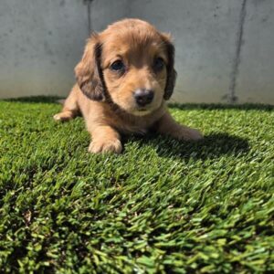Miniature Dachshund puppy
