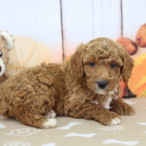 Miniature Goldendoodle puppy named Scotch reclining on blanket with teddy bear and pumpkins at Happiness Is Pets Schererville