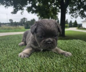 French Bulldog puppy