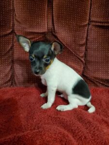 Rat-Chi puppy