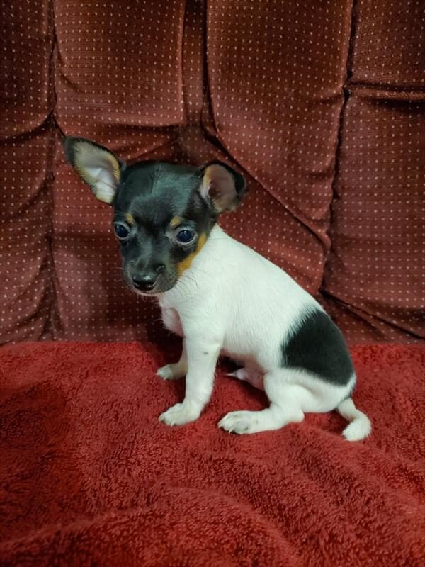 Sonny