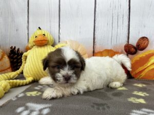 Havanese puppy