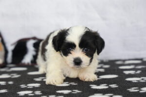 Teddy Bear puppy