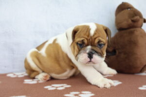 Victorian Bulldog puppy