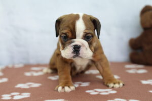 Victorian Bulldog puppy