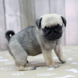 Adorable fawn pug puppy Buffy standing on patterned blanket in Happiness Is Pets Indianapolis puppy listing