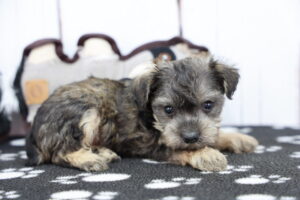 Schnorkie puppy