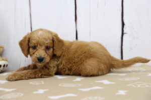 Miniature Goldendoodle puppy