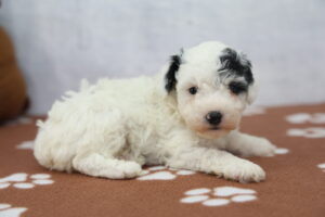 Toy Poodle puppy