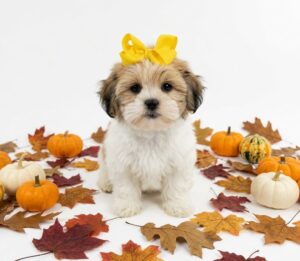 Happiness Is Pets Teddy Bear puppy available