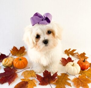 Maltese puppy