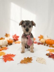 Schnorkie puppy
