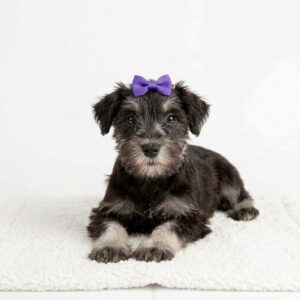 Miniature Schnauzer puppy