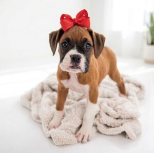 Boxer puppy