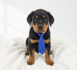 Rottweiler puppy